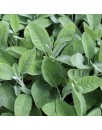 Sauge Officinale - 50 graines bio