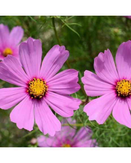 Cosmos Bippinatus - 200 graines bio