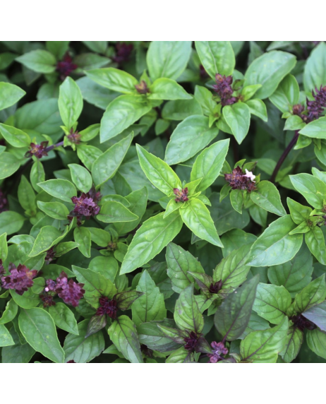 copy of Aubergine blanche