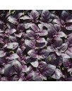 copy of Aubergine blanche