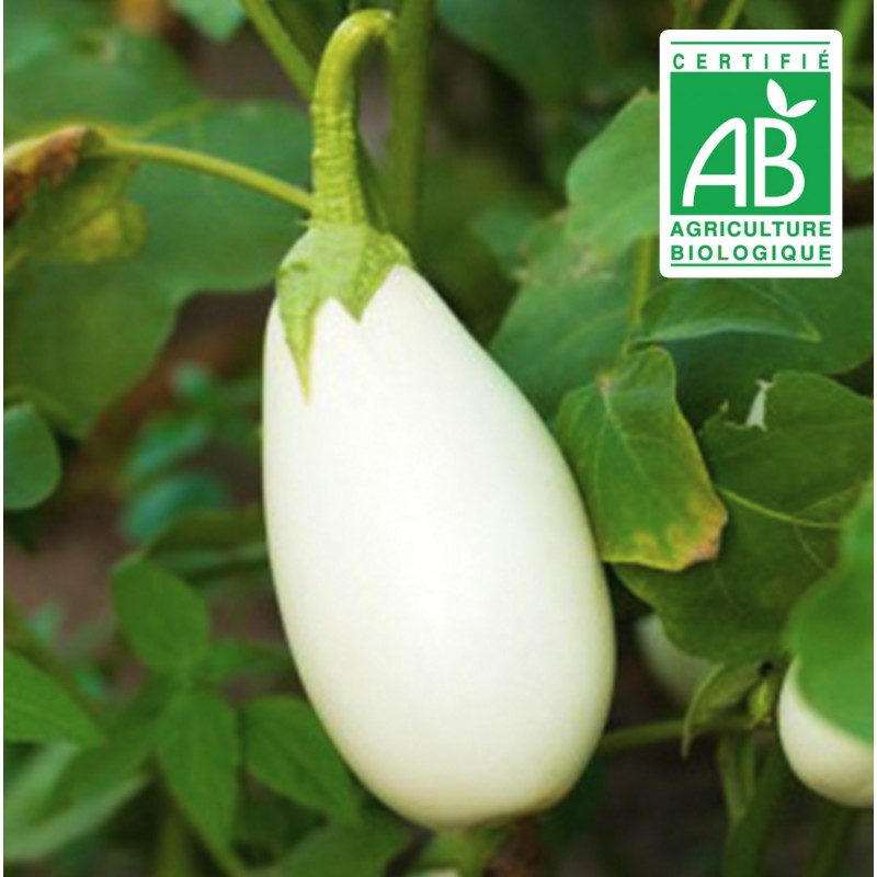 Aubergine blanche - 25 graines bio