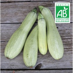 Courgette Albarello di Sarzana - 15 graines bio