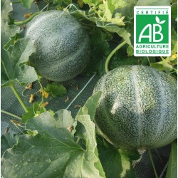 Melon Petit Gris de Rennes - 20 graines bio