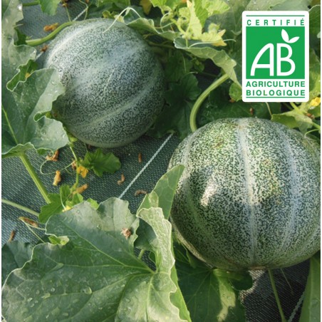 Melon Petit Gris de Rennes - 20 graines bio