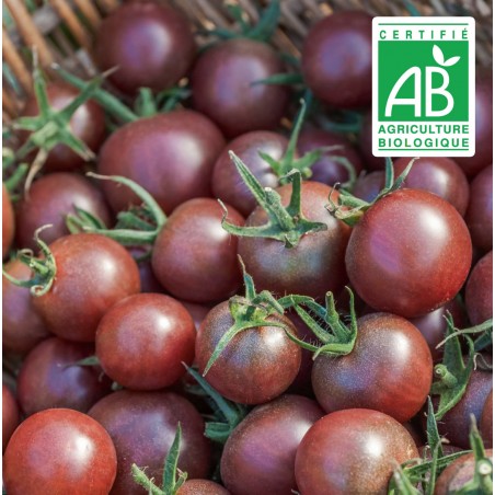 Tomate black cherry - 30 graines bio