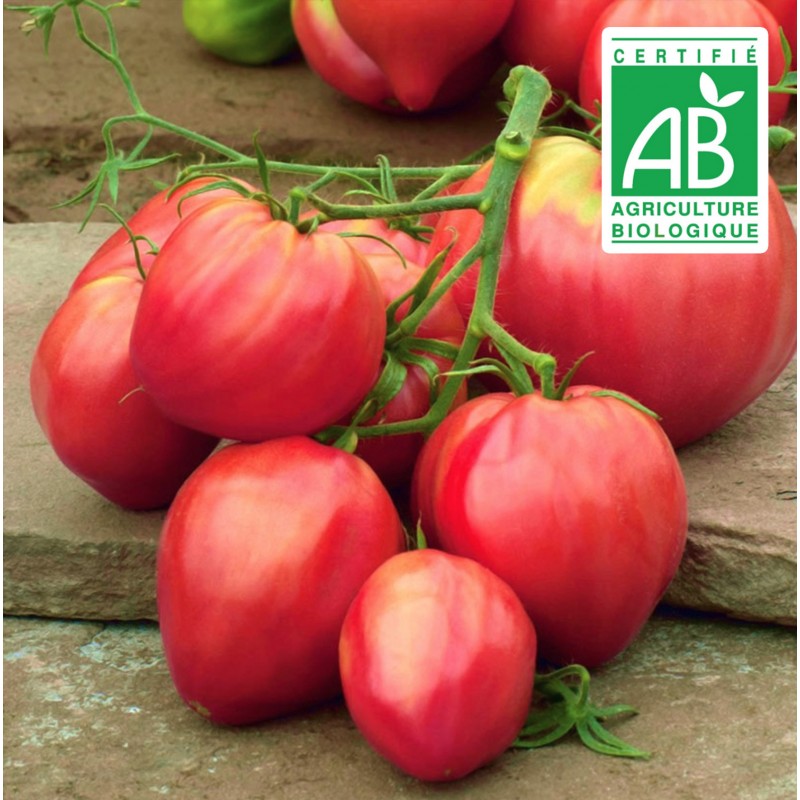 Tomate Coeur de Boeuf Oxheart - 30 graines bio