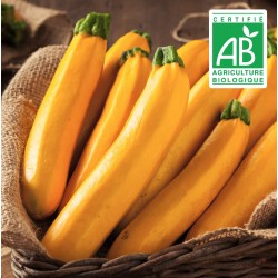 Courgette Gold Rush - 10 graines bio